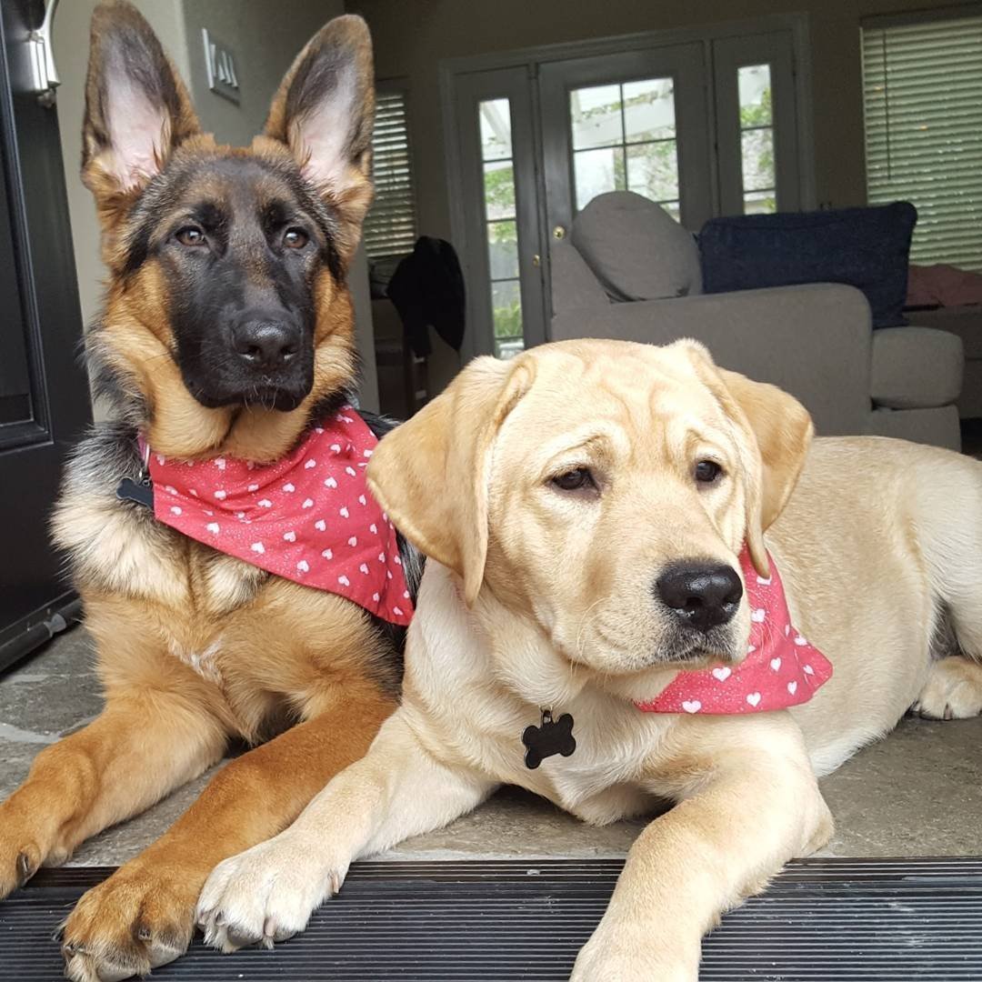 Метис боксера и овчарки