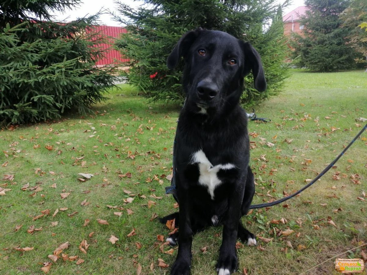 Метис акиты и лабрадора