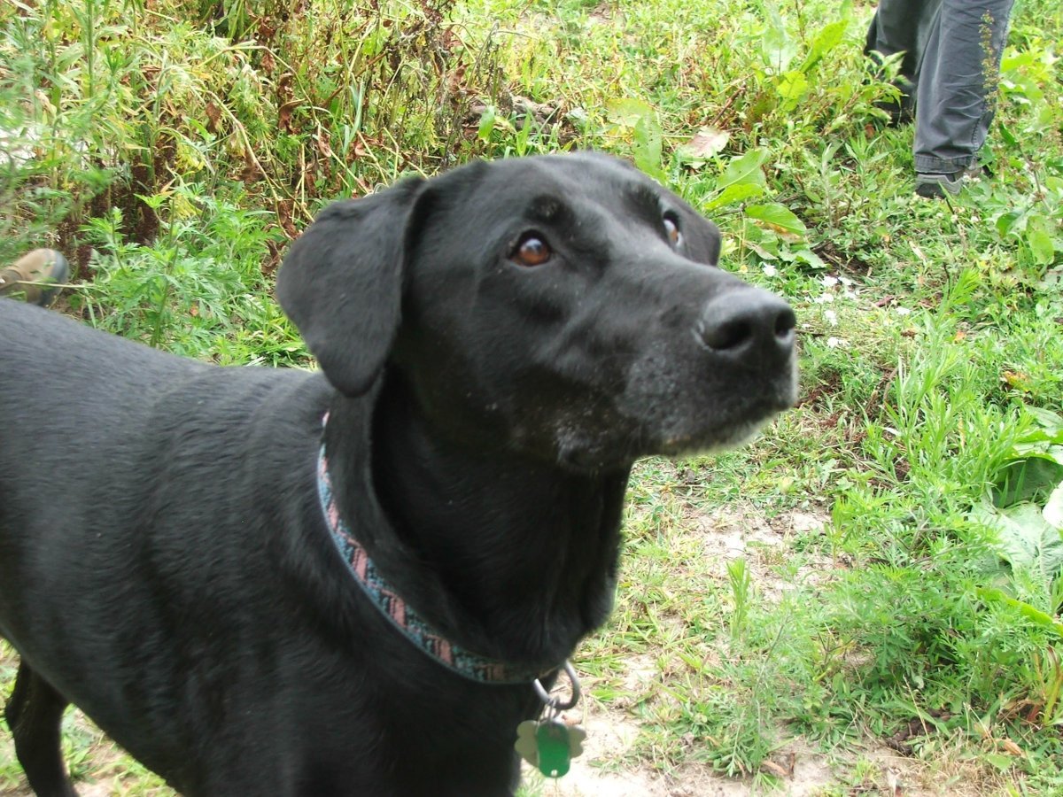 Сеттер черный