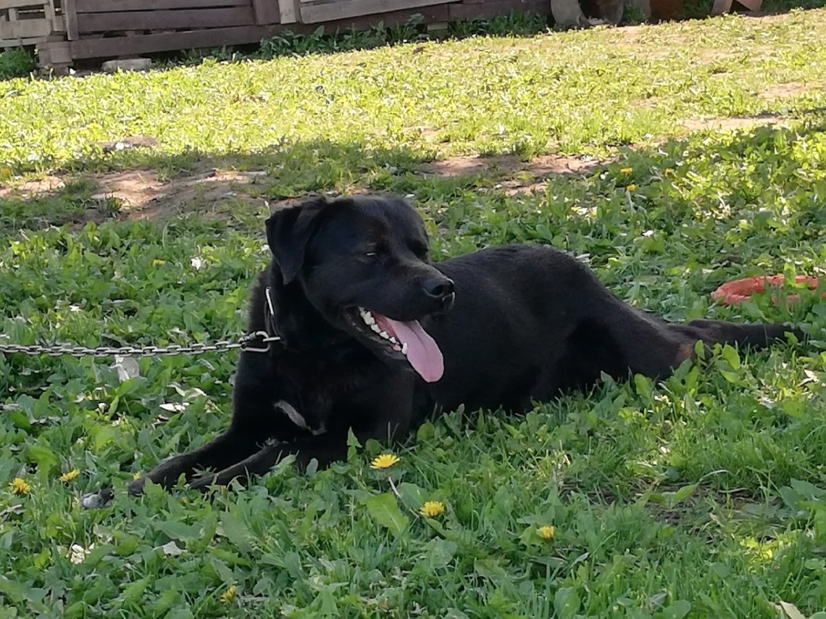 Смесь немецкой овчарки и лабрадора