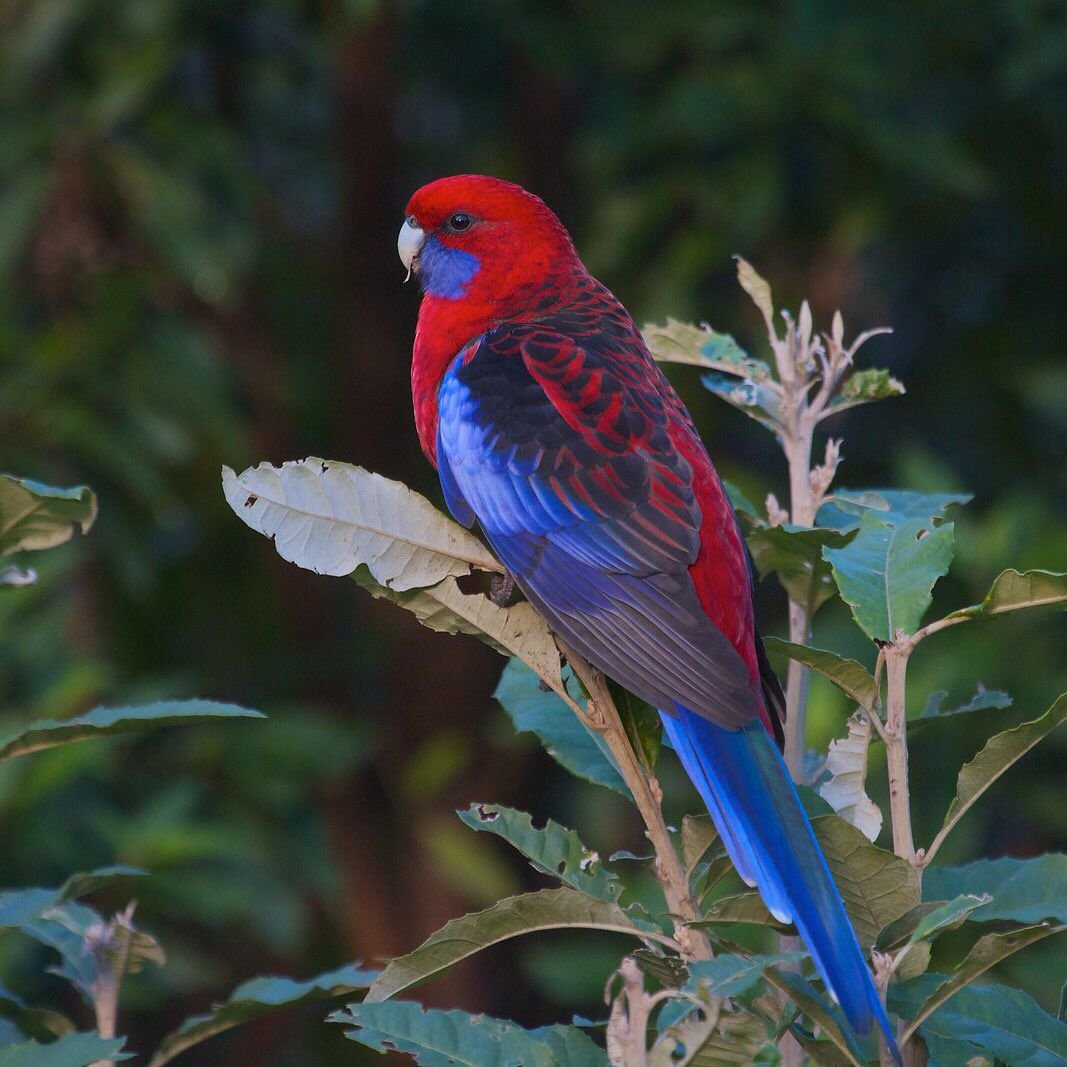 Цихлида попугай Панда