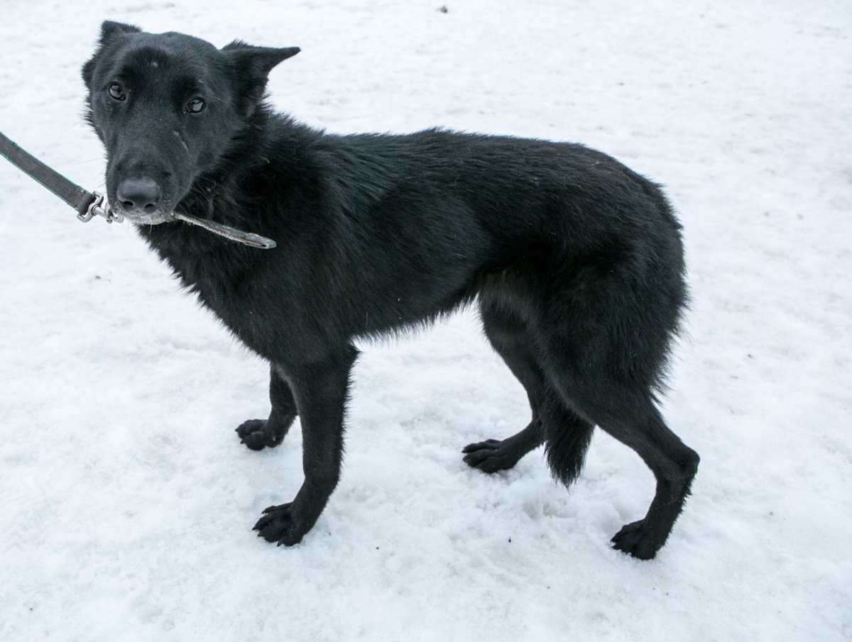 Помесь лабрадора и овчарки