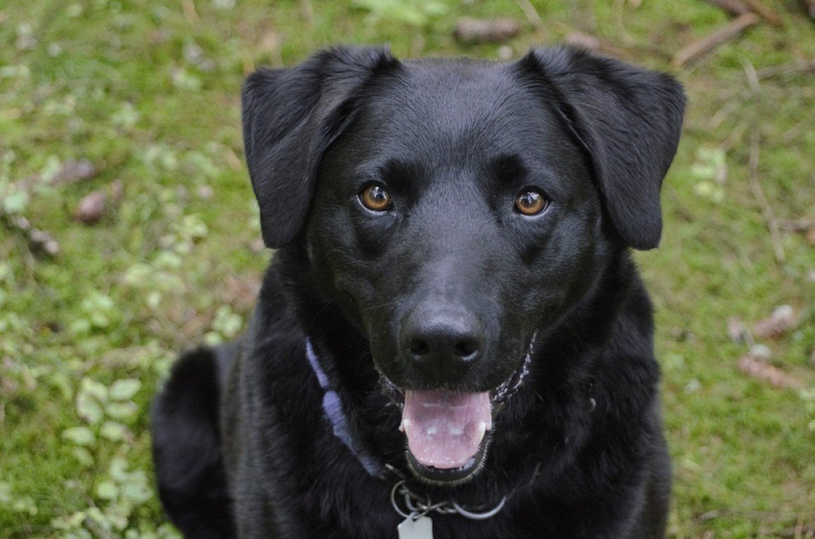 Лабрадор ретривер метис датского дога.