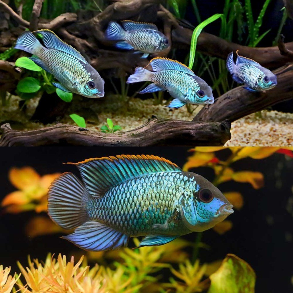 Рыбки Петушки бои