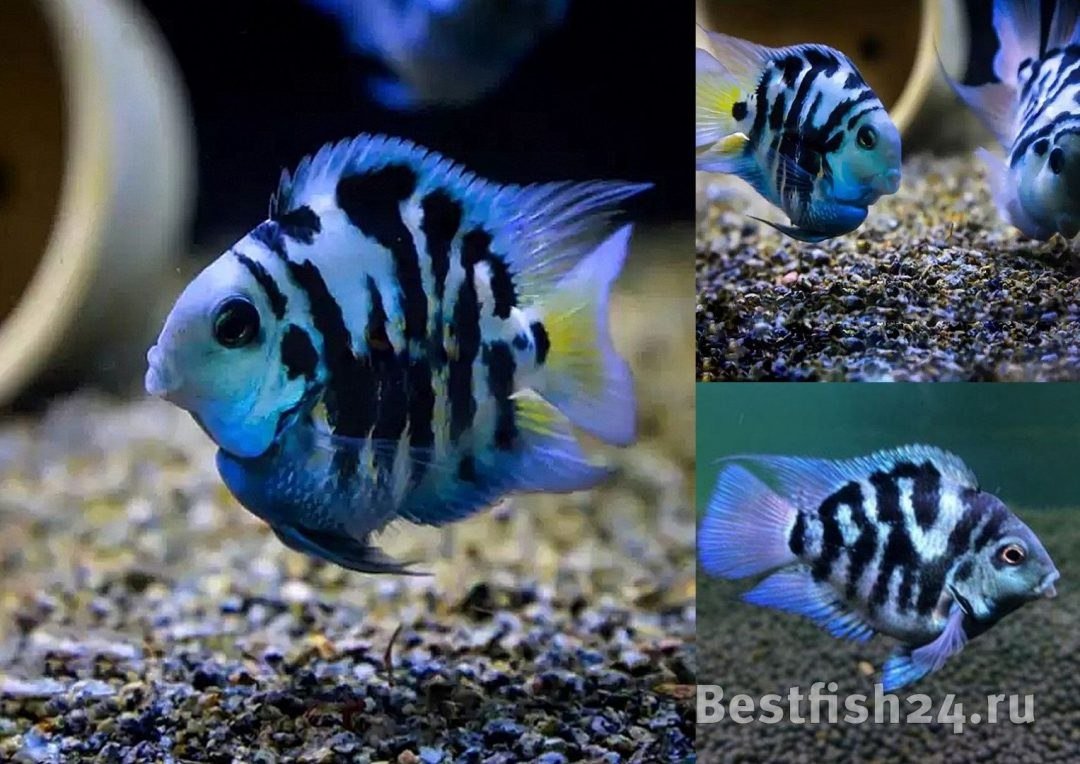 Цихлида голубая Панда