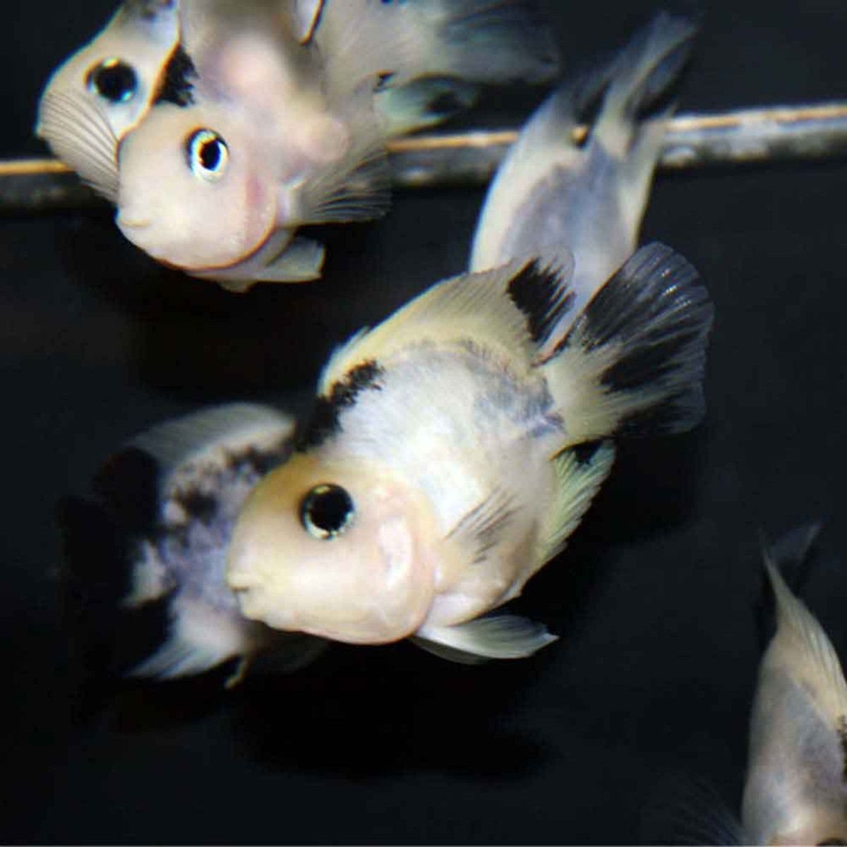 Вариус попугай