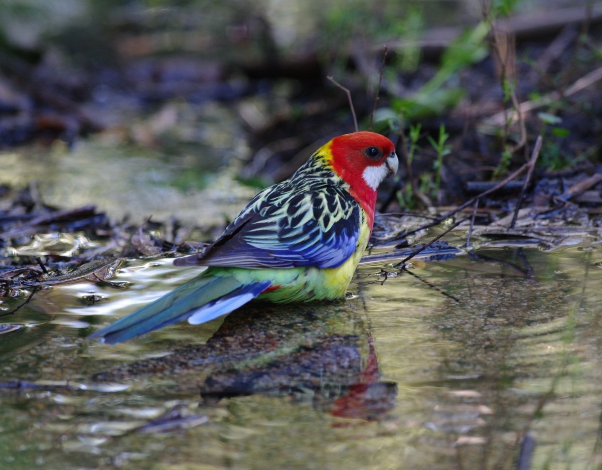Голубой ара Спикса