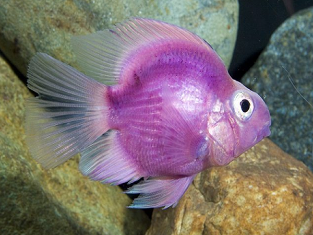 Малек петушок аквариумная рыбка