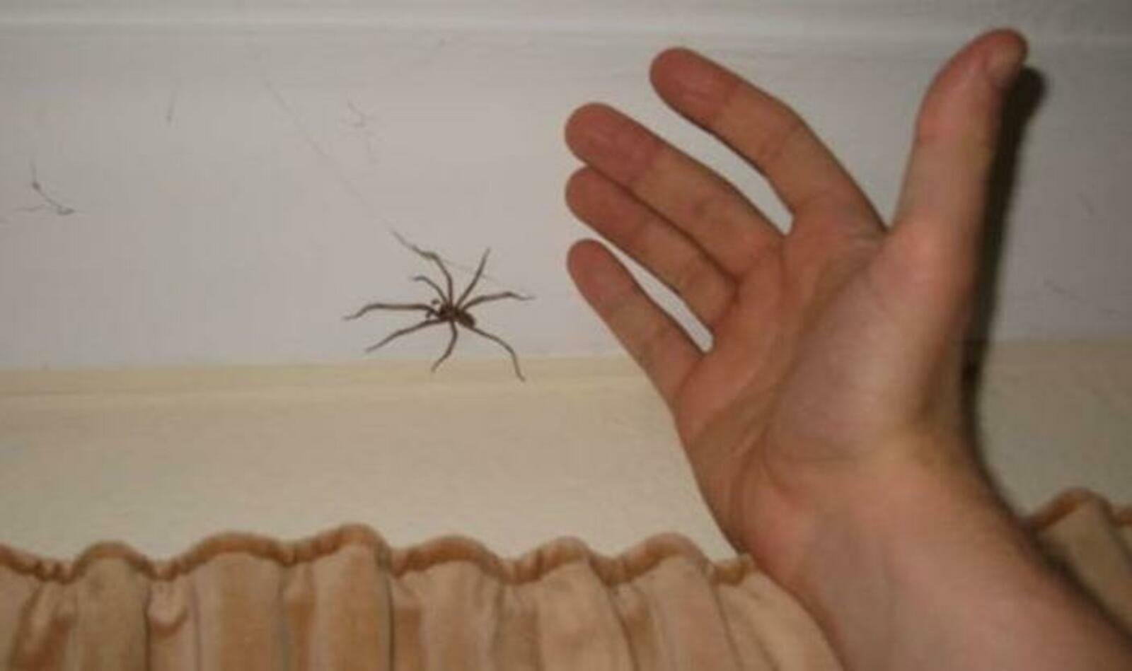 Паук вечером на кухне примета. Маленький паук. Домашние пауки. Большие пауки в доме. Огромный паук в доме.
