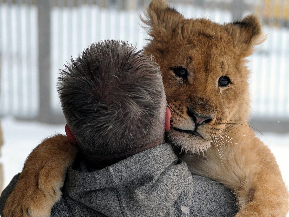 Лев и человек Дружба