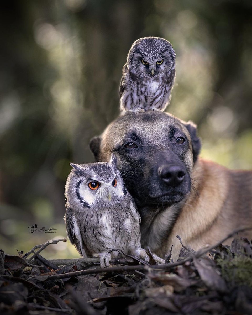 Странная Дружба животных