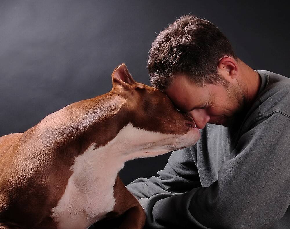 Собака тигр