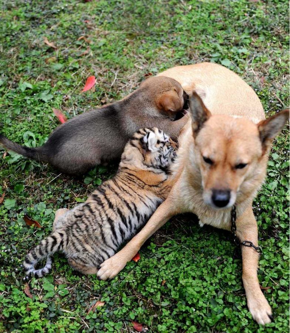 Гепард и собака