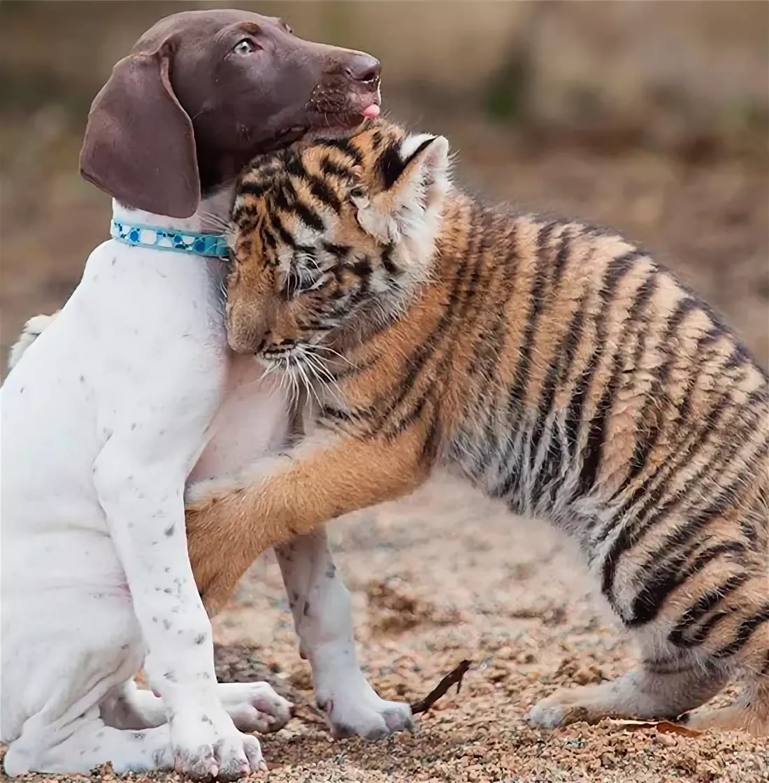 Кевин Ричардсон Заклинатель зверей