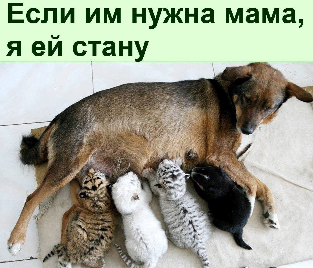 Цыплята и собака