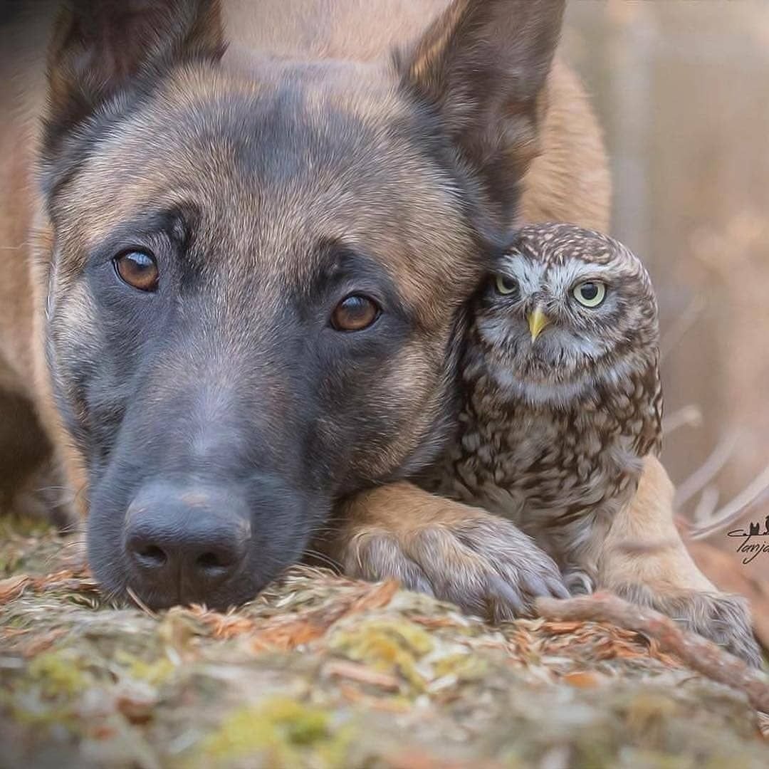 Дружба животных разных видов