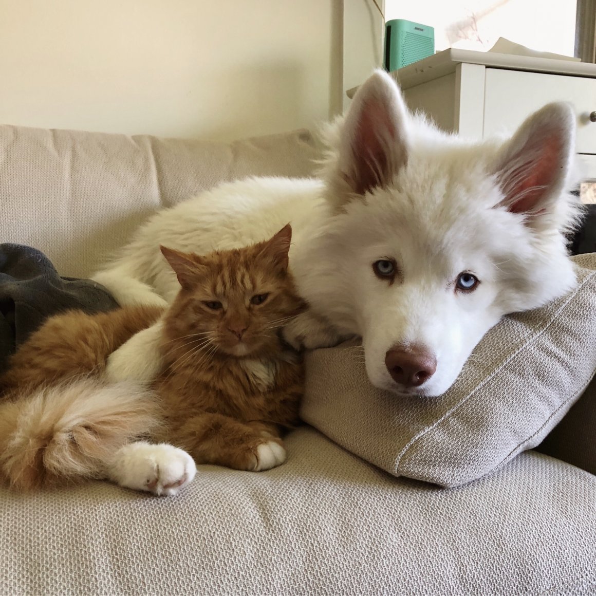 Львица обнимает человека