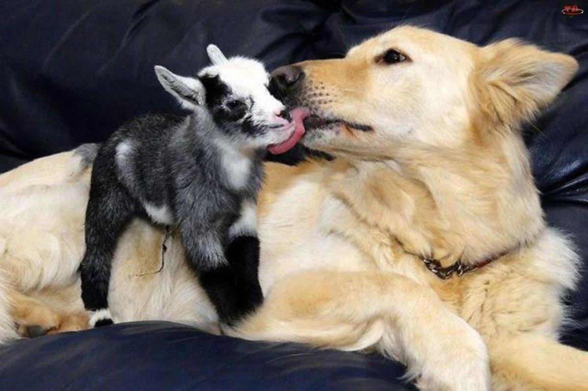 Радостные животные