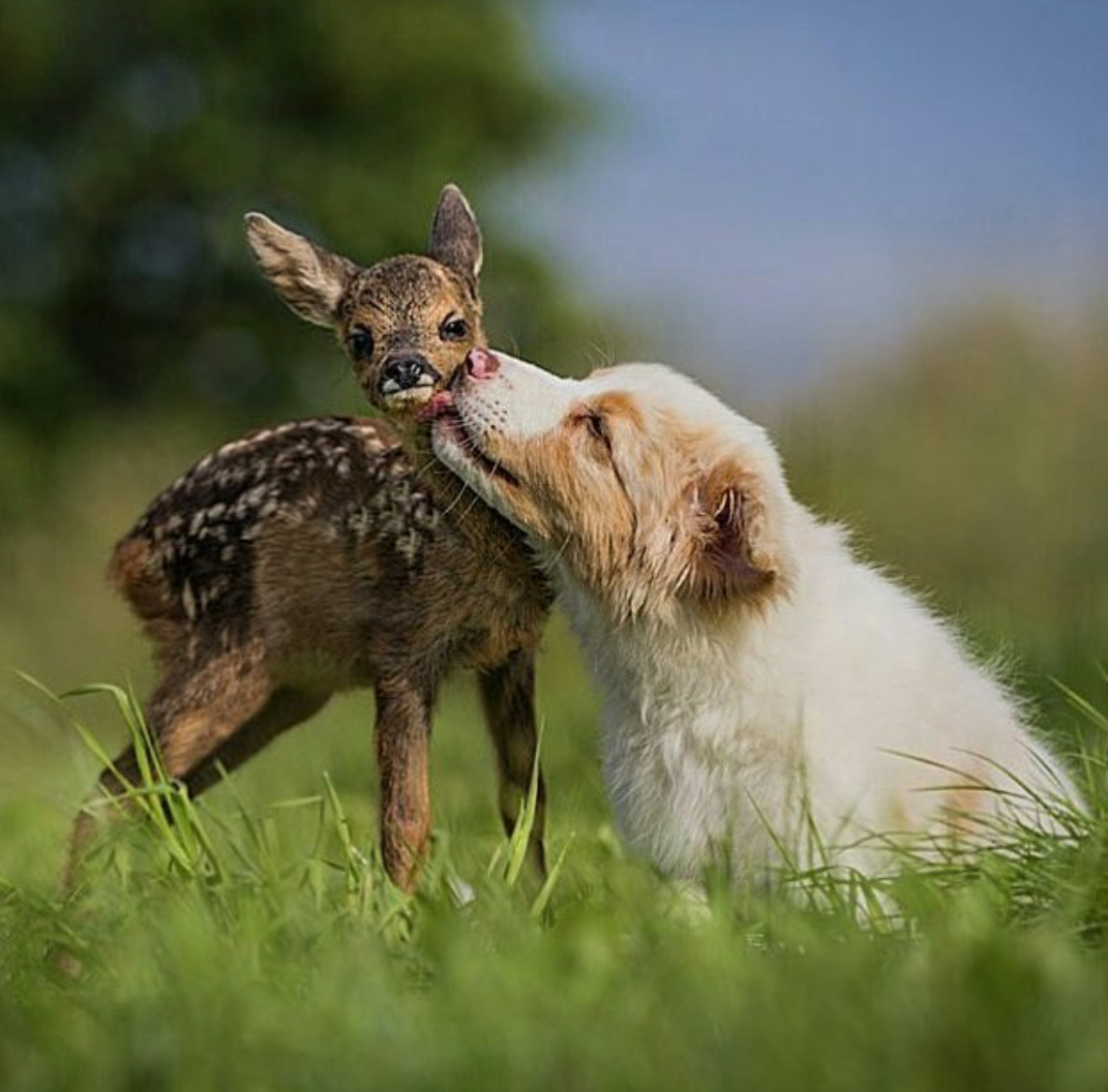 Люди и животные