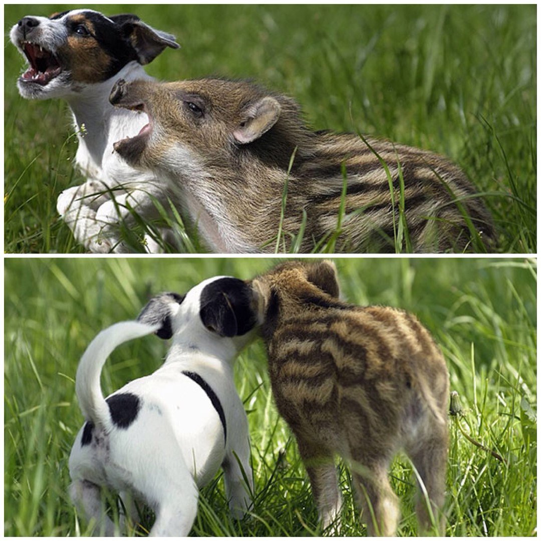 Странная Дружба животных