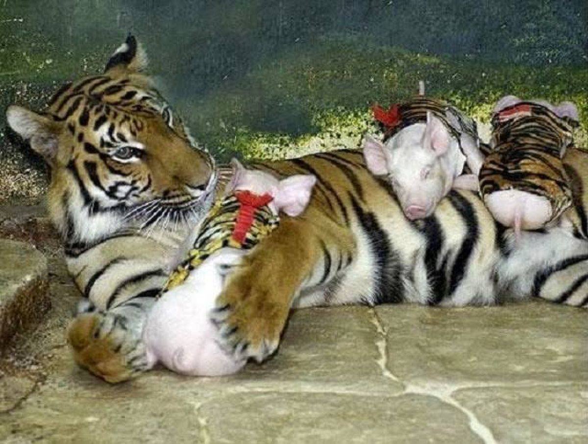 Собака и человек