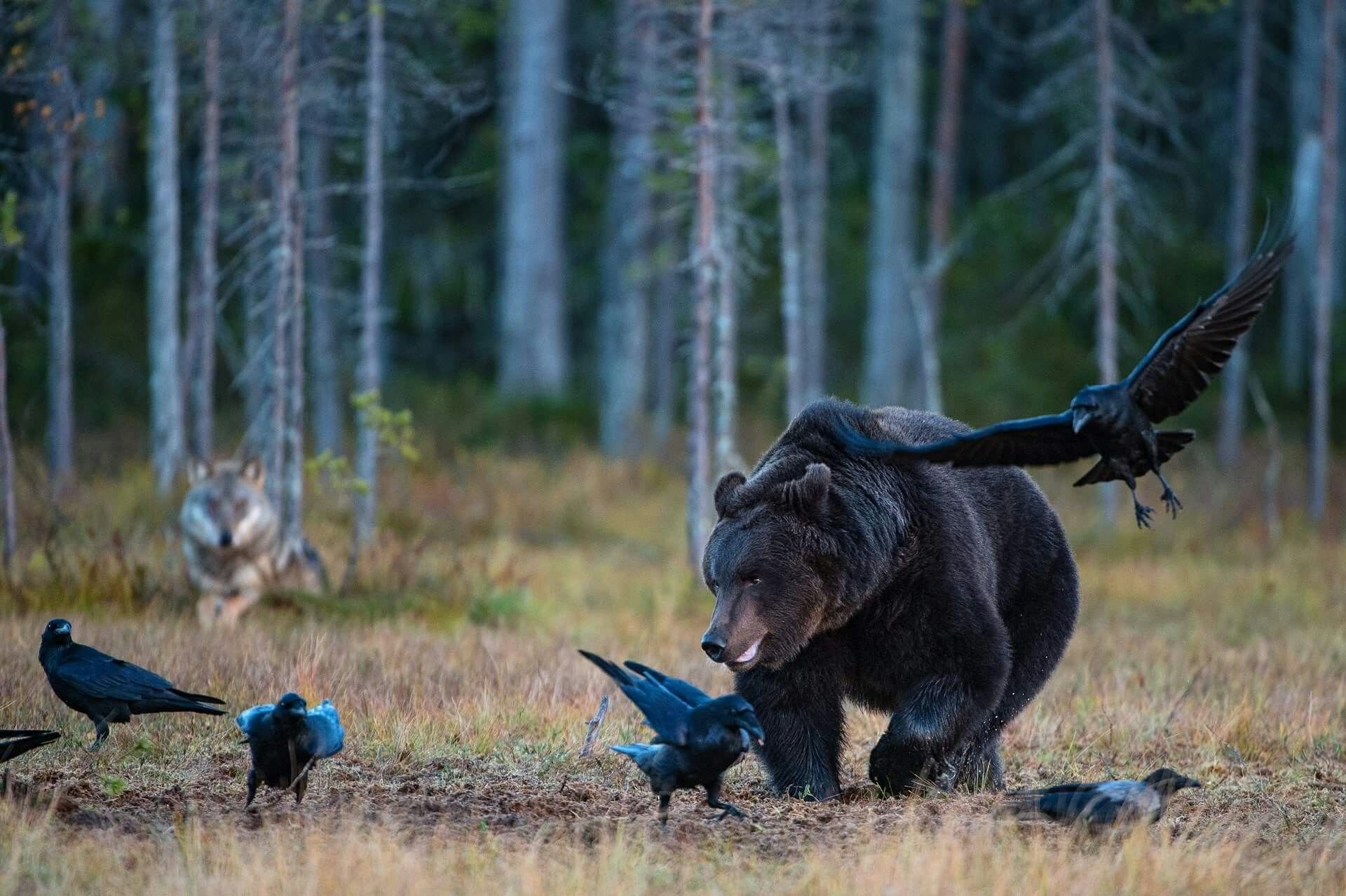 Видео медведи против. Беар Вулф. Медведь охотится.