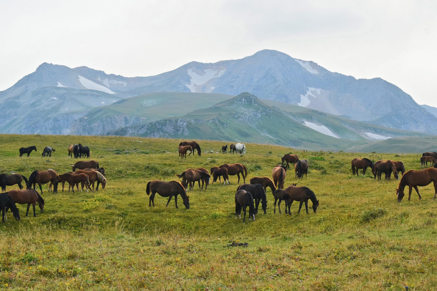 Лошади осетия. Табун лошадей в горах Кабардино Балкарии. Адыгея Альпийские Луга табуны лошадей. Табуны лошадей Алтайский край. Табун в горах.