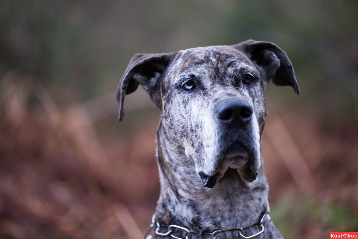 Собака Баскервилей порода собаки