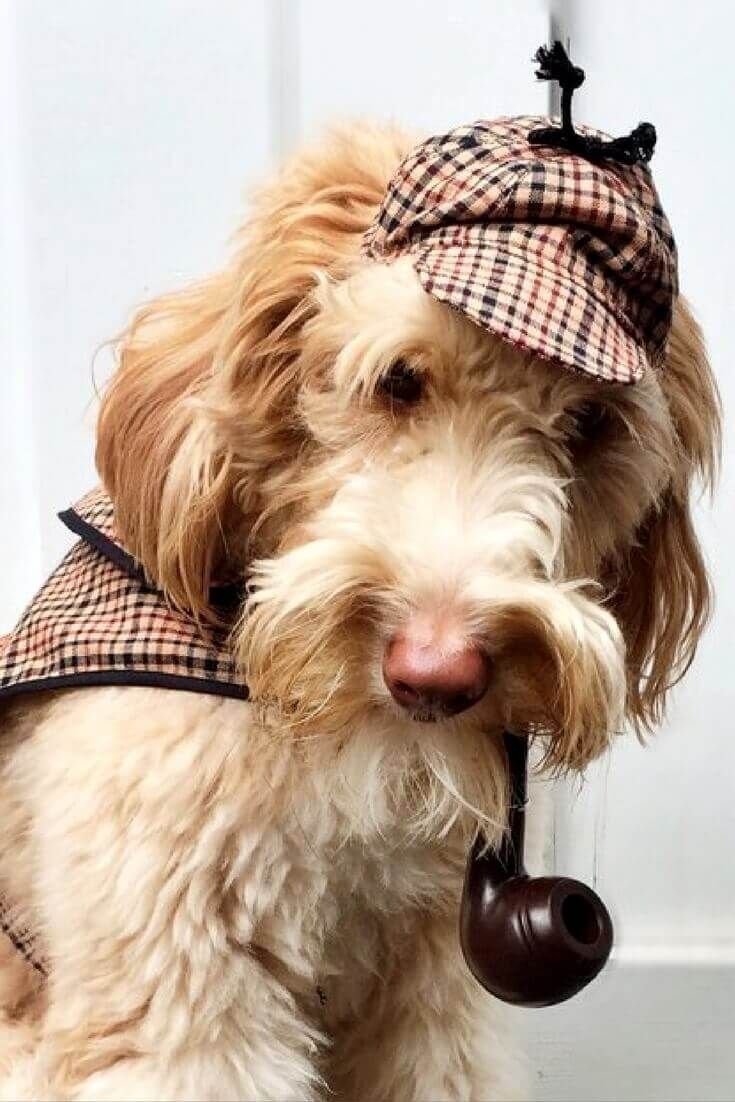 Тори собака Шерлок Холмс