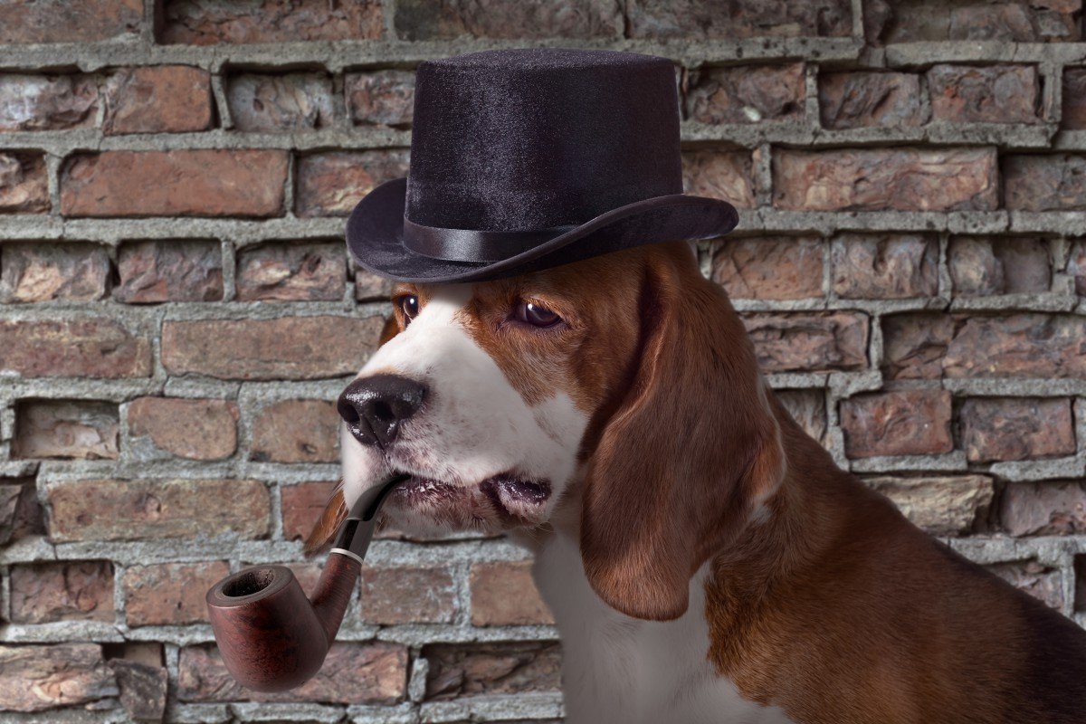 Шерлок Холмс Бигль собака Шерлока