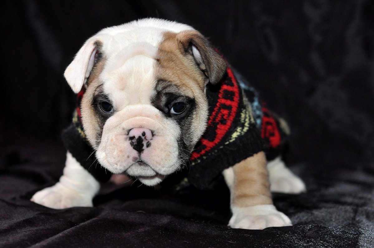 Бульдог из Шерлока Холмса