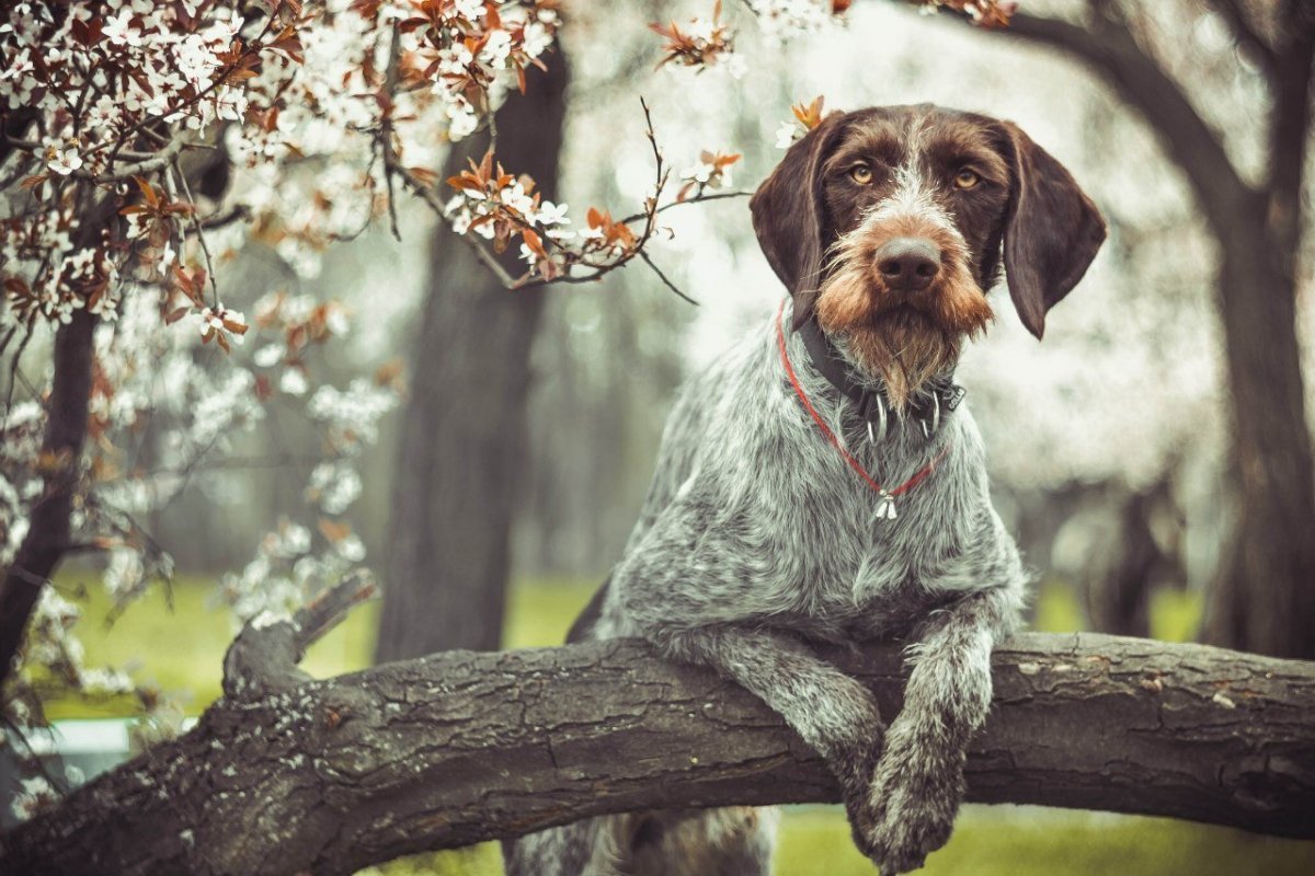 Собака Шерлока Холмса порода