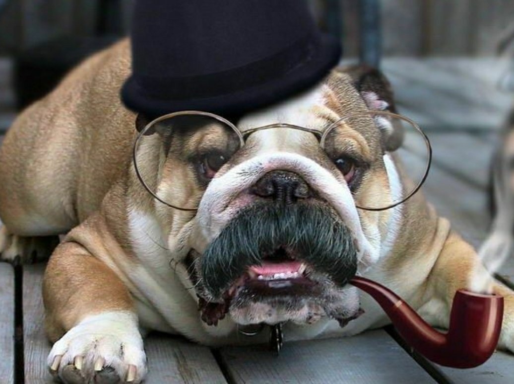 Английский бульдог Шерлока Холмса
