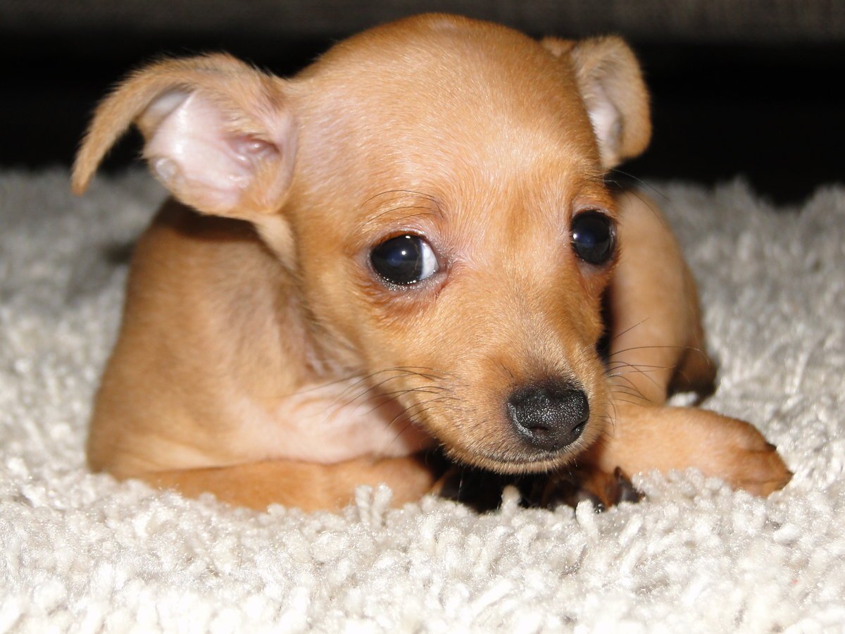 Русский той-терьер короткошерстный