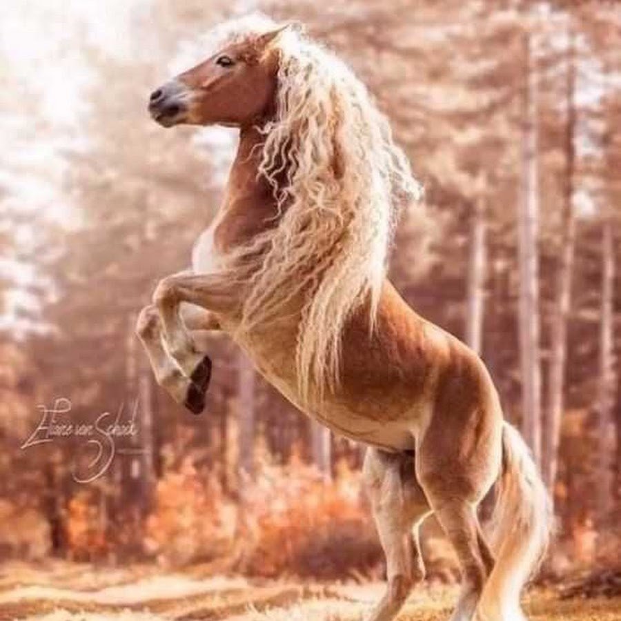 Хафлингер шторм