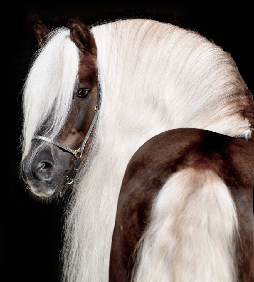 Хафлингер вороной