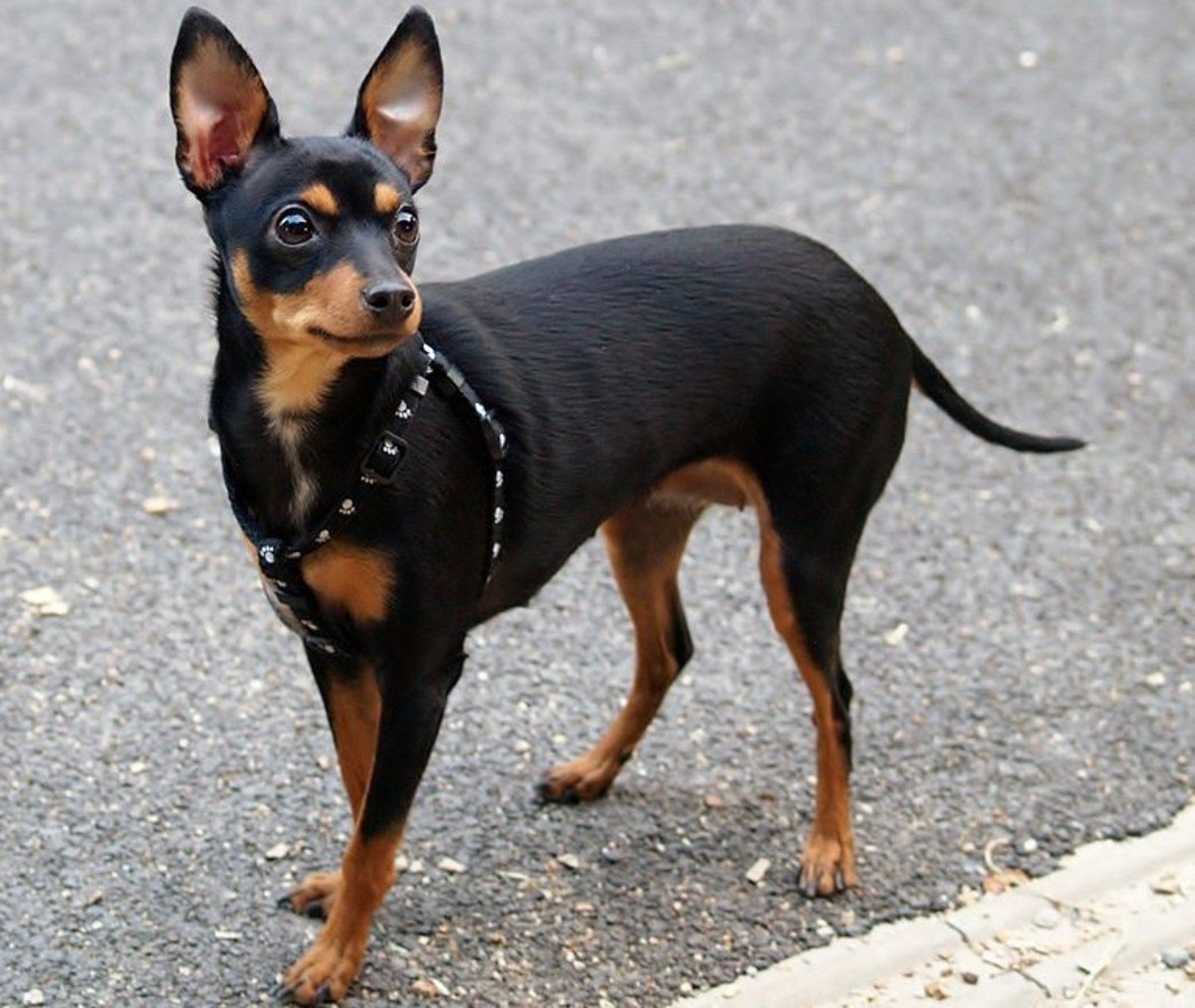 Карликовый пинчер