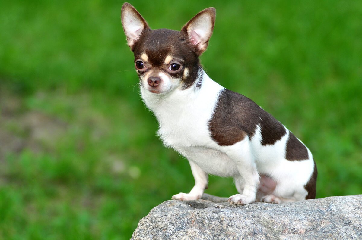 Чихуахуа гладкошерстные