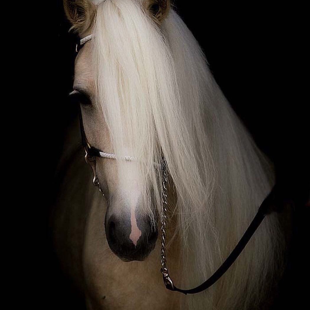 Белая лошадь с черной гривой и хвостом