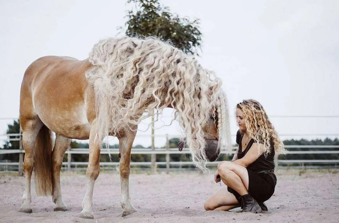 Лошадь с роскошной гривой