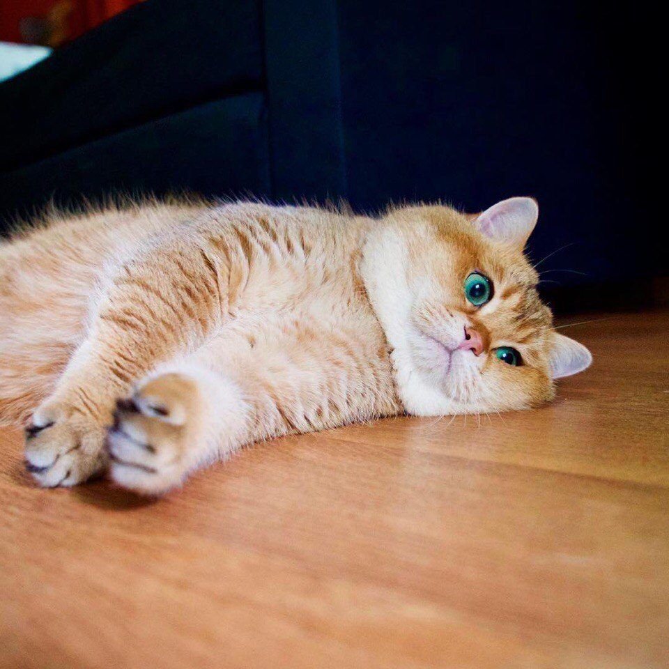 Котята британцы красные