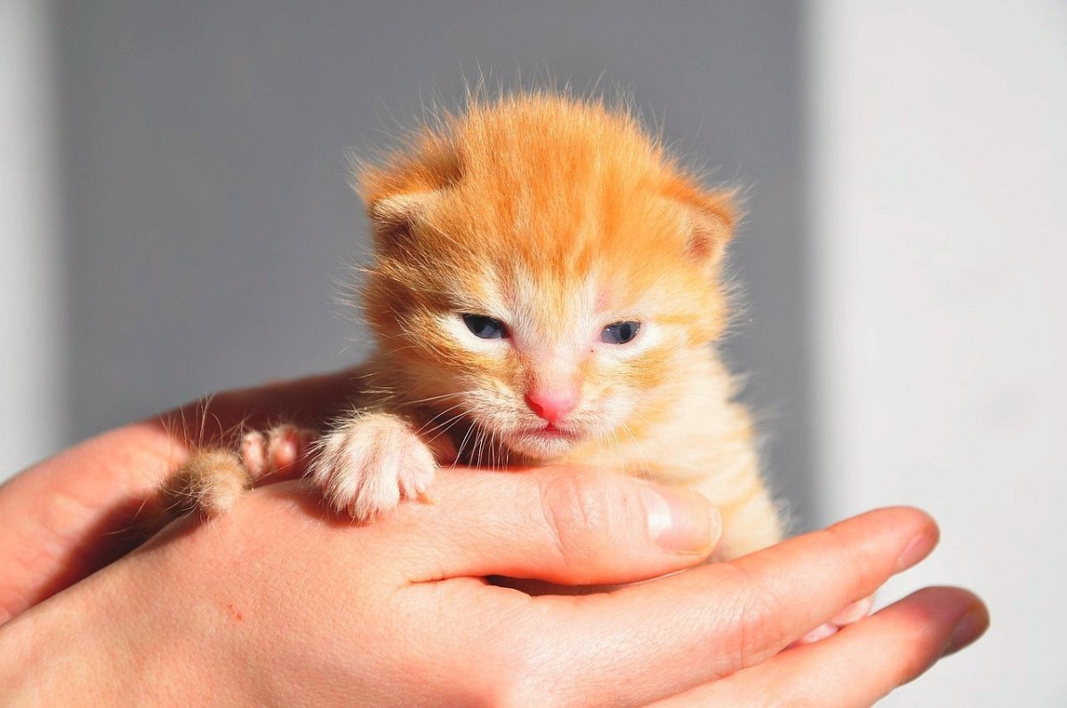 Скоттиш страйт Золотая шиншилла