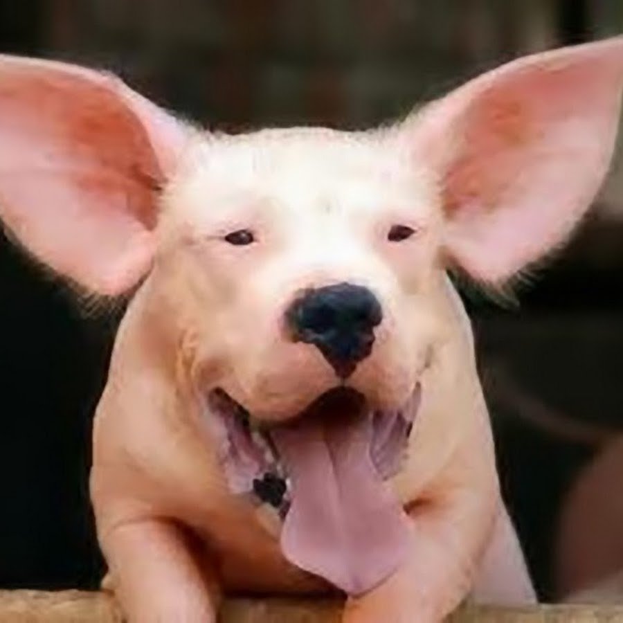 Собаки похожие на Свирью