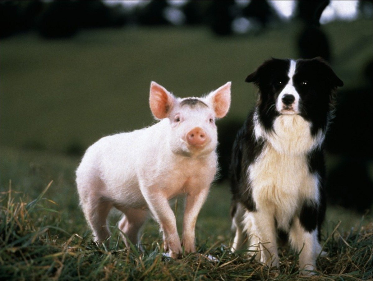 Бэйб: Четвероногий малыш (1995)