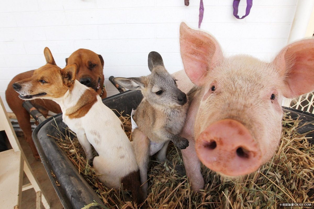 Собака свинья