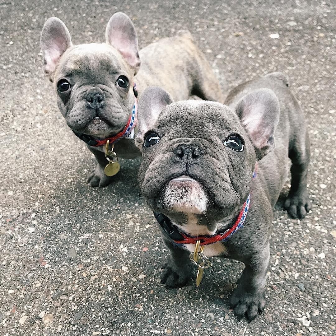 Французский бульдог щенок