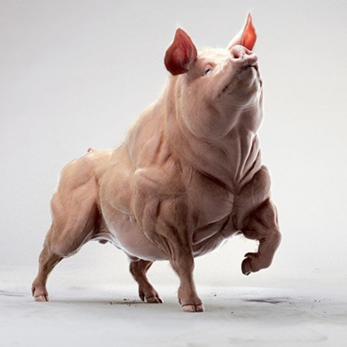 Спортивная свинья