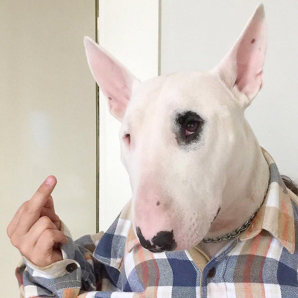 Бультерьер Шарк