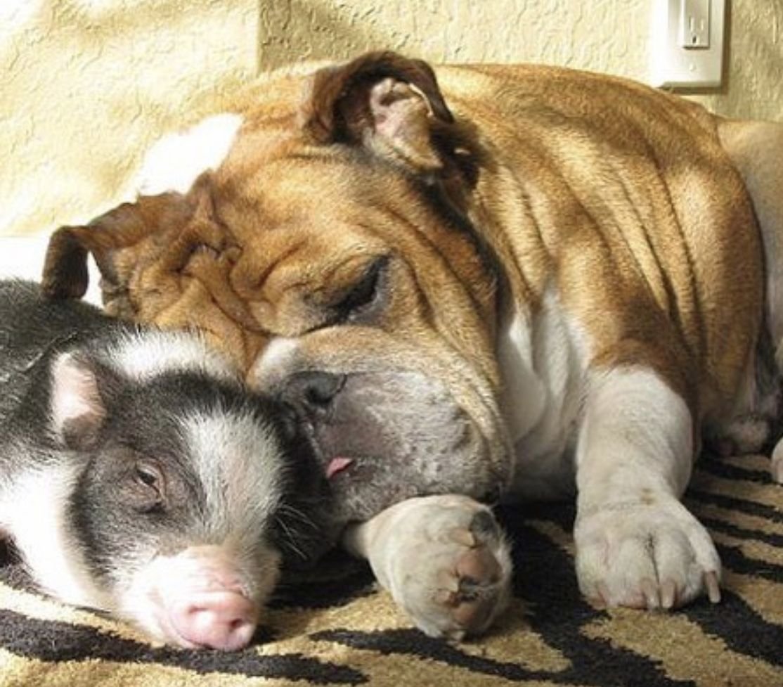 Щенок и свинья