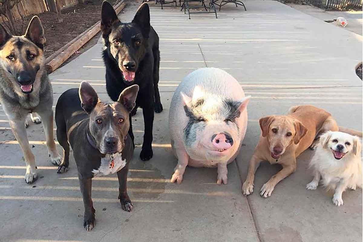 Банда собак